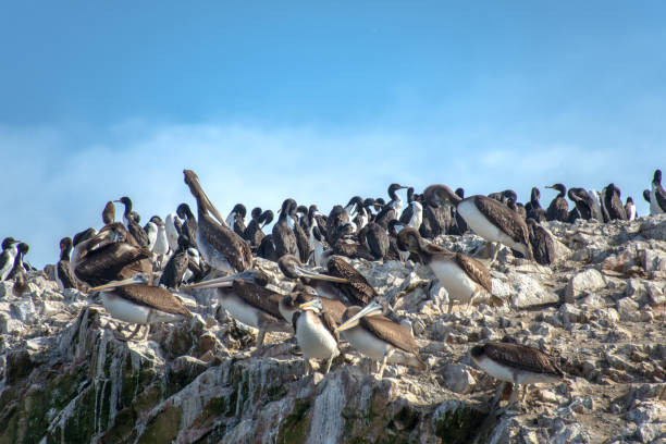 istock Pelicans on the Ballestas Islands (Peru) 1176100801
