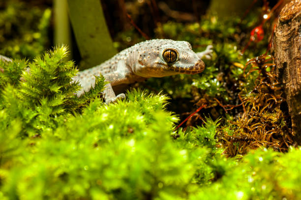 istock Hemidactylus Turcicus, Turkish house gecko, Mediterranean House Gecko 1176100815
