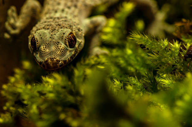 istock Hemidactylus Turcicus, Turkish house gecko, Mediterranean House Gecko 1176100820