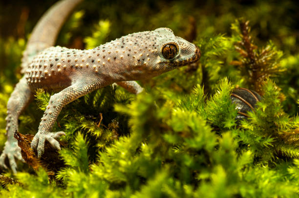 istock Hemidactylus Turcicus, Turkish house gecko, Mediterranean House Gecko 1176100826