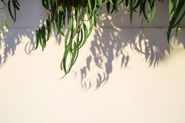 istock White background with green leaves and shadow 1176100928
