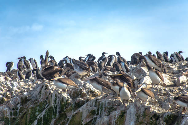 istock Pelicans on the Ballestas Islands (Peru) 1176101108