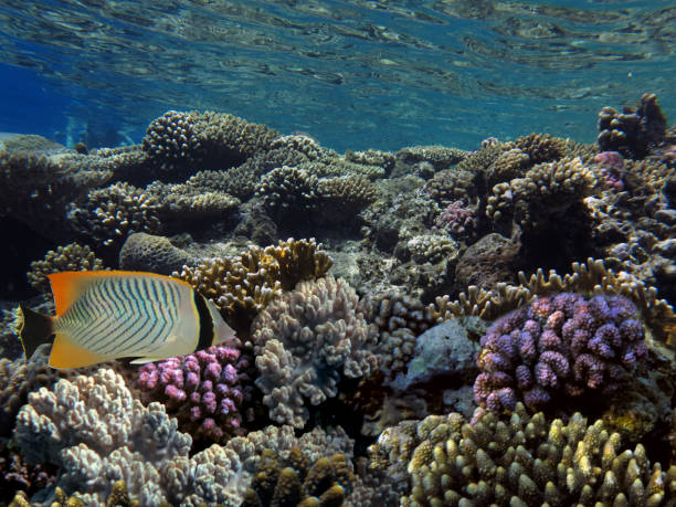istock Coral Reef and Tropical Fish in Sunlight 1176102024