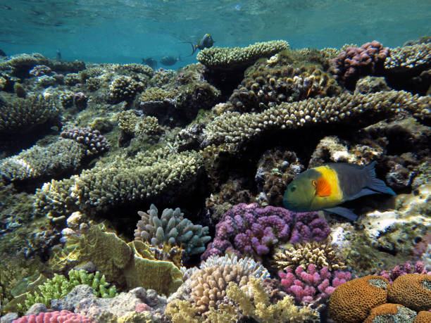 istock Coral Reef and Tropical Fish in Sunlight 1176102052