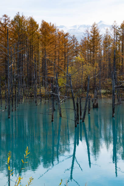 Blue pond in autumn Biei Blue pond in autumn Biei larix kaempferi stock pictures, royalty-free photos & images