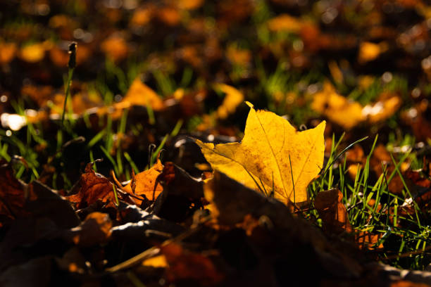 istock Fallen leaves shining in the setting sun 1176102350
