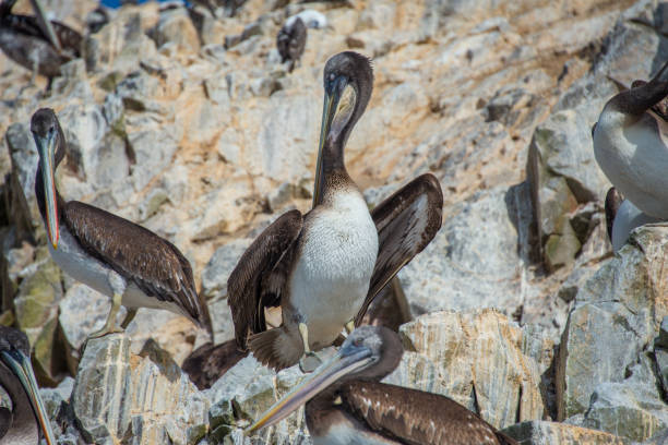 istock Pelicans on the Ballestas Islands (Peru) 1176102460