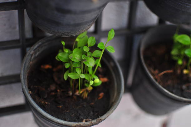 istock Seedlings in vertical garden pots. 1176102543