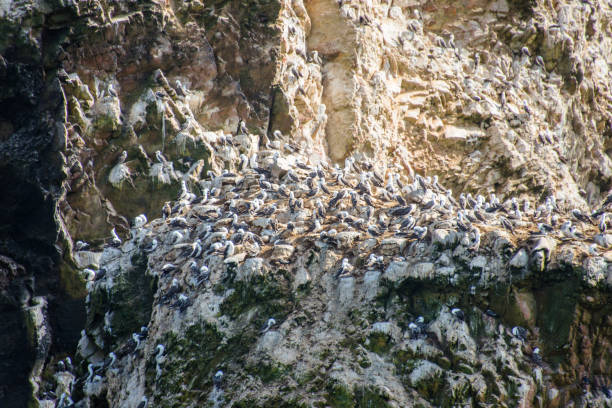 Guillemots flying and roosting on a clifftop on Inner Farne, Farne Islands, Northumberland, UK
