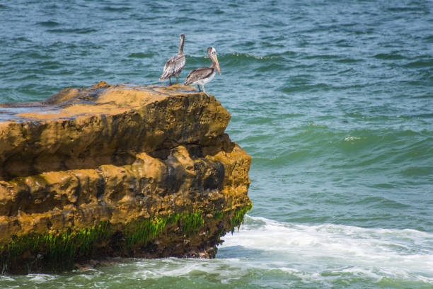 Over the waters of La Jolla, San Diego, California, we see the majestic details of the brown pelican.  From the soft feathers to the toothed beak, we see the beauty of this bird encapsulated through photography.