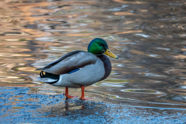 istock Male Mallard duck on ice 1176104148