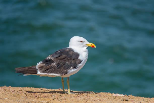 istock Seagulls in National Reserve Paracas (Peru) 1176104152