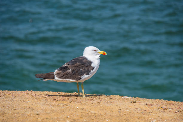 istock Seagulls in National Reserve Paracas (Peru) 1176104197