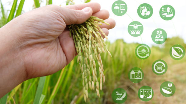istock Smart farming,industrial agriculture concept with artificial intelligence(ai), Farmer use robot and augmented reality technology to research, collect,control ,monitor and management in the field 1176104237
