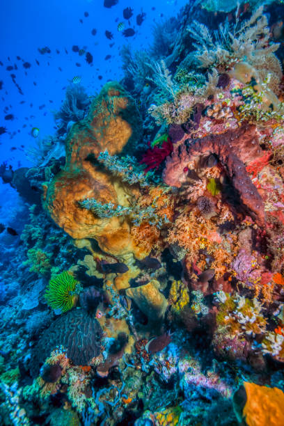 istock North Sulawesi, Indonesia, 1176104261