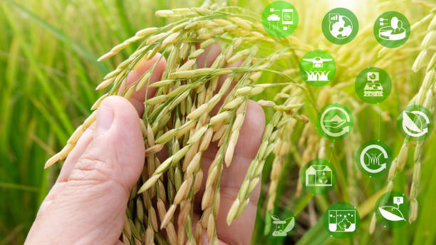 istock Smart farming,industrial agriculture concept with artificial intelligence(ai), Farmer use robot and augmented reality technology to research, collect,control ,monitor and management in the field 1176104295