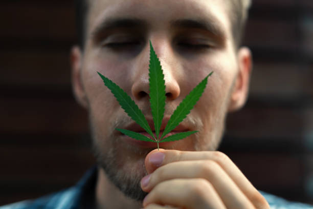 close up of young young man face smelling sniffing a cannabis hemp leaf, macro view stock photo