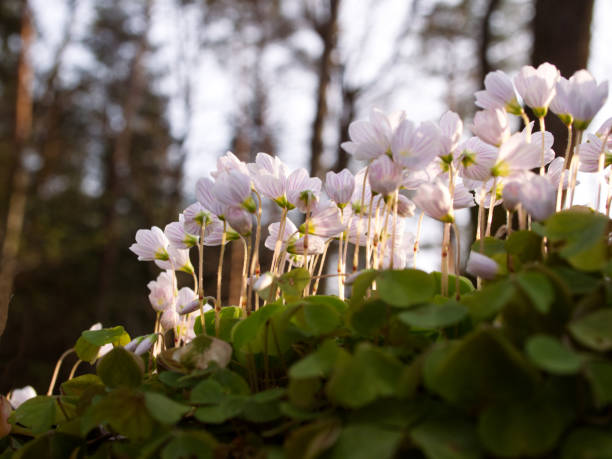 kwitnący szczaw (oxalis acetosella l.) w wiosennym lesie - herb flower head flower wildflower zdjęcia i obrazy z banku zdjęć