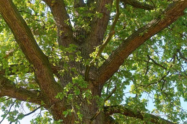 istock Treetop of a big old oak 1176105362