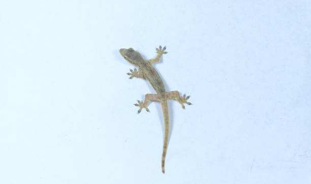 istock Gray transparent lizard, small reptile found in tropical area, walking on white isolated ceiling background 1176105543