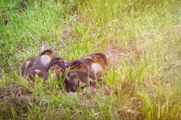 새끼 오리는 풀밭에서 잠을 자고 있습니다. 도시의 호수에 사는 새들. 도시 연못 근처의 어린 오리. - squeaking 뉴스 사진 이미지