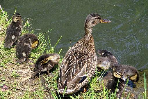 Birds living on lakes in the city. The ducklings are sitting on the shore with the mother duck. Young ducks near the city pond.