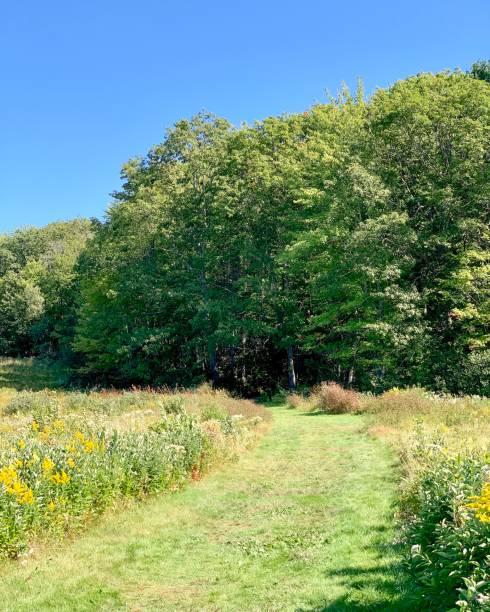 istock A walking trail leads through a field of flowers 1176107270