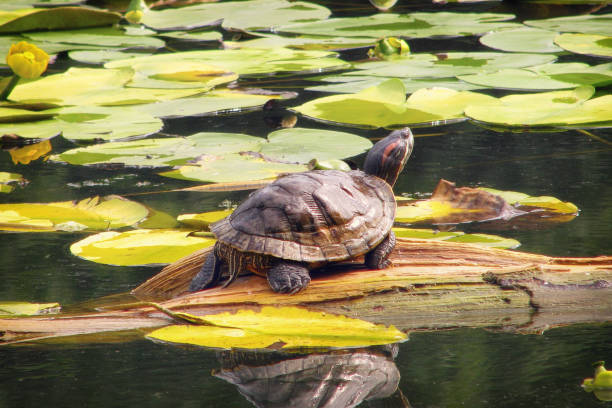 istock Big red-eared turtle in a pond among water lilies. Trachemys scripta basking in the summer sun. Turtle thrown by the owner into the water. 1176107276
