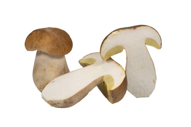 istock Whole and sliced halved Boletus mushrooms on white 1176107702