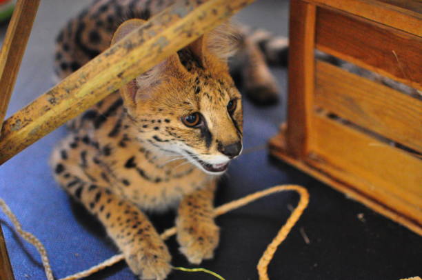 istock Domestic indoor pet serval cats (Leptailurus Serval). 1176109151