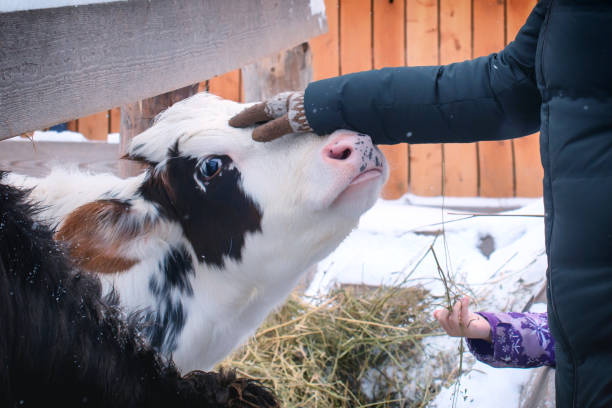 la main d'une femme caressant le visage d'une vache. bétail dans l'enclos d'hiver. la jeune fille caressant le jeune veau. - cattle shed cow animal photos et images de collection