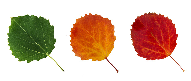 Aspen leaves are green, yellow and red, like a traffic light. Isolated on white background, idea, concept.