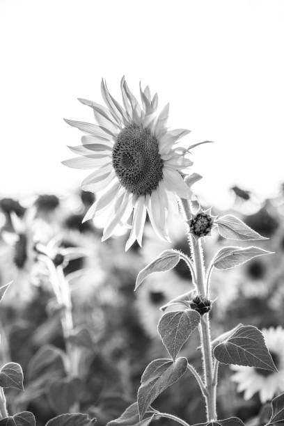 istock Black and white sunflower portrait 1176111634