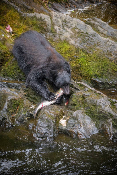 alaskan black bear isst einen lachs zum mittagessen - alexander archipelago animals in the wild one animal animal stock-fotos und bilder