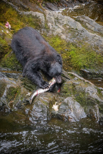 istock Alaskan Black Bear eating a salmon for lunch 1176113253
