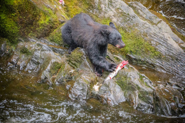 schwarzbär in alaska isst einen lachs zum mittagessen - alexander archipelago animals in the wild one animal animal stock-fotos und bilder