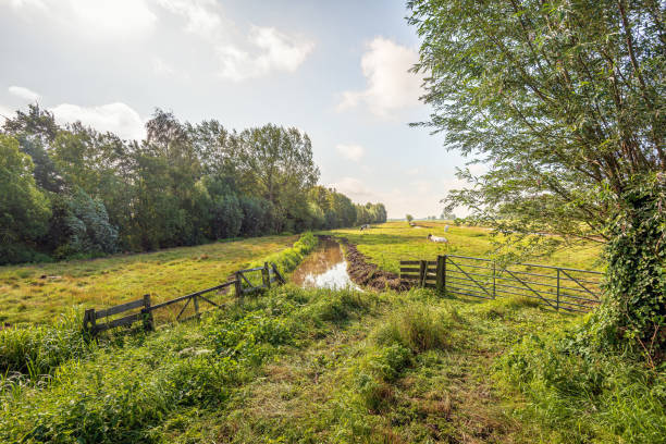 paesaggio tipico olandese polder - bestiame bovino di friesian foto e immagini stock