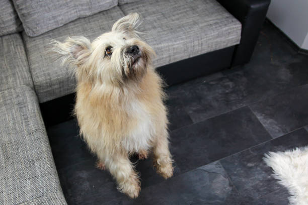 istock Dog trying to catch a toy 1176114832