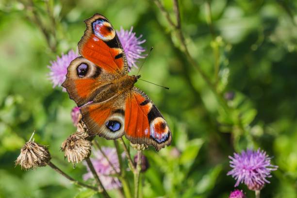 istock Colorful peacock butterfly, Inachis io 1176115264