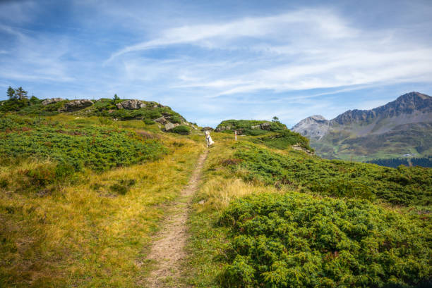 istock A Golden retriever resting on a path high up on the Swiss Alps 1176115384