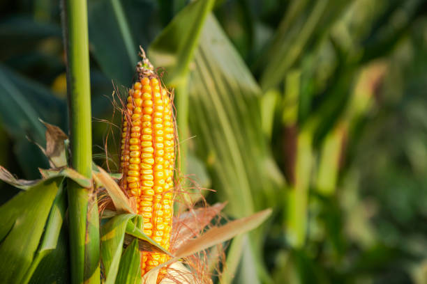 istock The corn plant in the field 1176118026