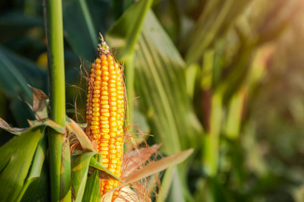 istock The corn plant in the field 1176118045