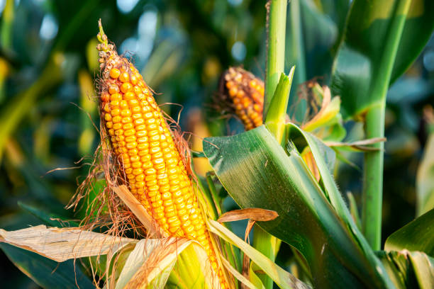 istock The corn plant in the field 1176118055