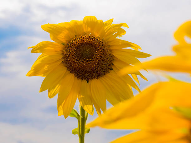 istock sunflowers against the sky 1176120724