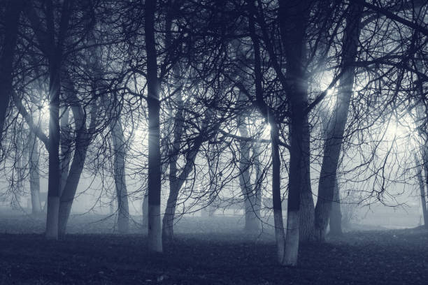 istock Wet autumn city park. 1176123468