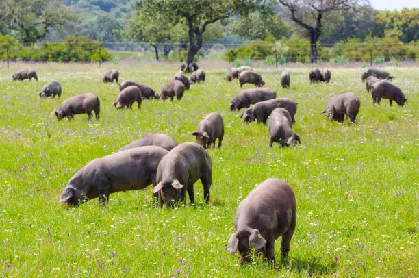 Photo of Pigs graze on farm in countryside of Badajoz, Extremadura.