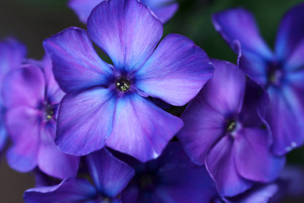 Phlox Paniculata have beautiful colors and fragrant flowers Flowers of Phlox Paniculata have wonderfully fragrant flowers and are therefore perennial garden plants with mostly bright colors, blooming in summer and autumn violet flower photos stock pictures, royalty-free photos & images