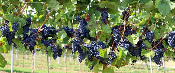 Blue grapes on vine, panoramic image