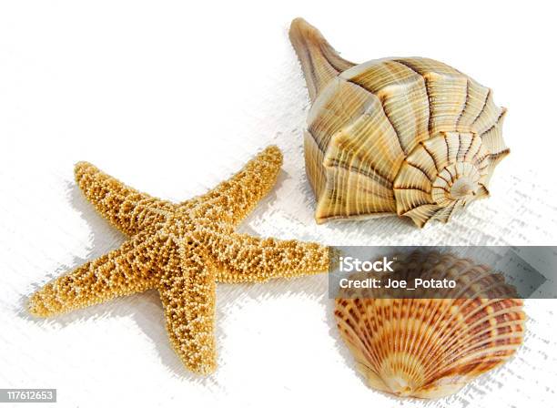 Shell - Fotografie stock e altre immagini di Composizione orizzontale - Composizione orizzontale, Conchiglia di San Giacomo, Fotografia - Immagine