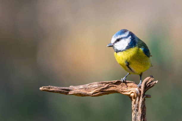 cyanistes caeruleus ou herrerillo comun em uma filial - photography tree perching animals in the wild - fotografias e filmes do acervo